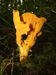 Similar image 22281267