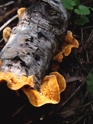 Similar image 22281279