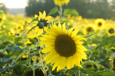 Similar image 22268599