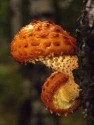 Similar image 22281933