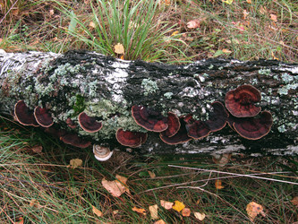 Similar image 22281284