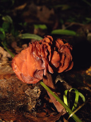 Similar image 22281934