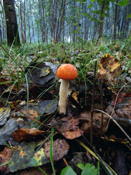 Similar image 22282676