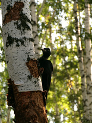 Similar image 22268941