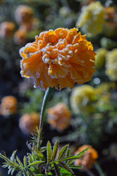 Similar image 22274685