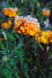 Similar image 22274689