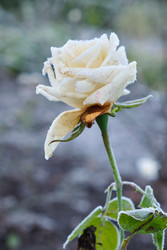 Similar image 22274696