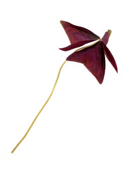 Similar image 22274528