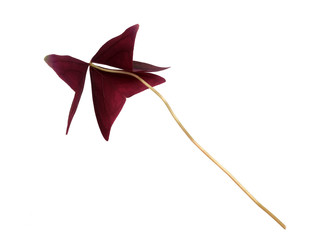 Similar image 22274529