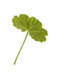 Similar image 22274904