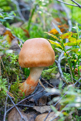 Similar image 22274093