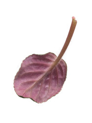 Similar image 22274919