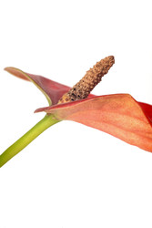 Similar image 22274924