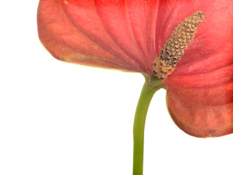 Similar image 22274537