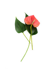 Similar image 22274542