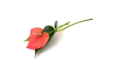 Similar image 22274544