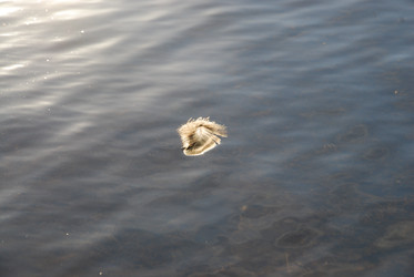 Similar image 22282384