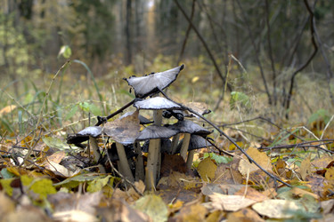 Similar image 22281417