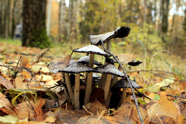 Similar image 22281418