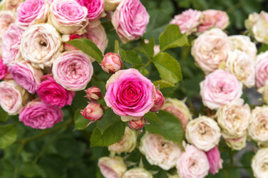 Similar image 22284270