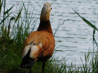 Similar image 22284496