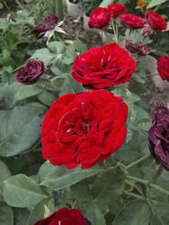 Similar image 22284512