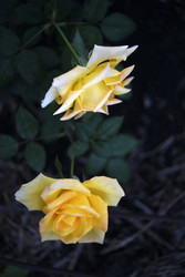 Similar image 22281716