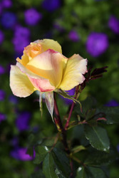 Similar image 22281720