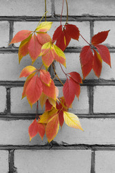 Similar image 22283319