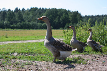 Similar image 22284534