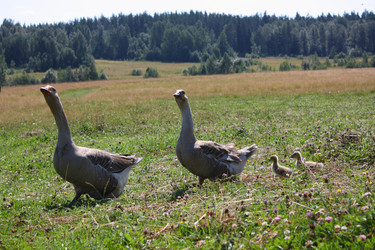 Similar image 22284536