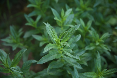 Similar image 22284573