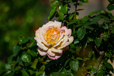 Similar image 22289424