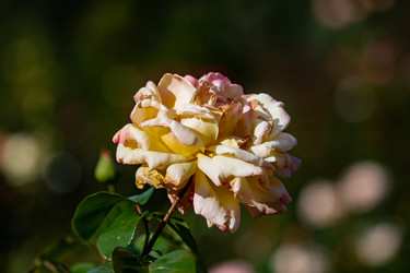 Similar image 22289425