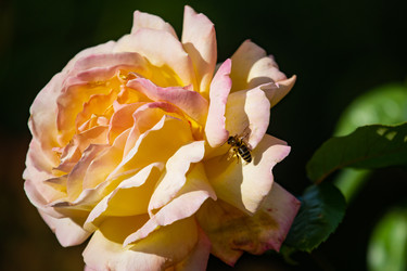 Similar image 22289427