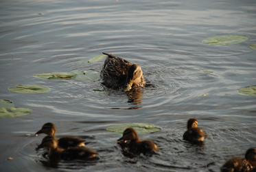 Similar image 22284643