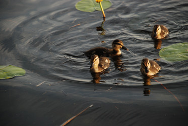 Similar image 22284646