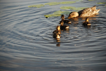 Similar image 22284648