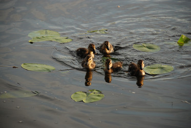 Similar image 22284650