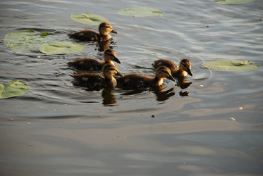 Similar image 22284651