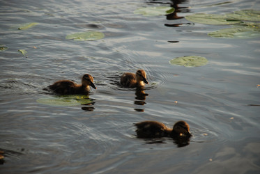 Similar image 22284653