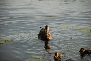 Similar image 22284654