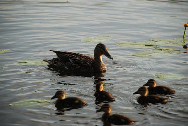 Similar image 22284655