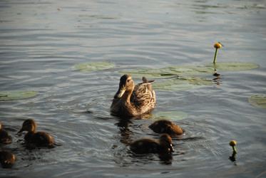 Similar image 22284656