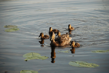 Similar image 22284658