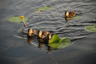 Similar image 22284659