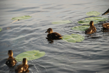 Similar image 22284660