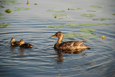 Similar image 22284664