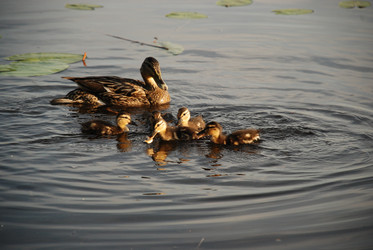 Similar image 22284666