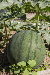 Similar image 22285104